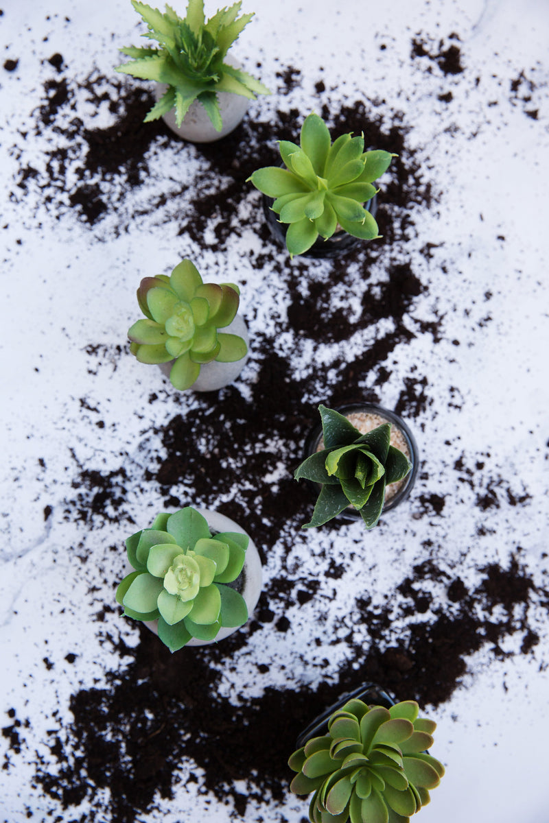 How to Keep Artificial Plants Looking Beautiful
