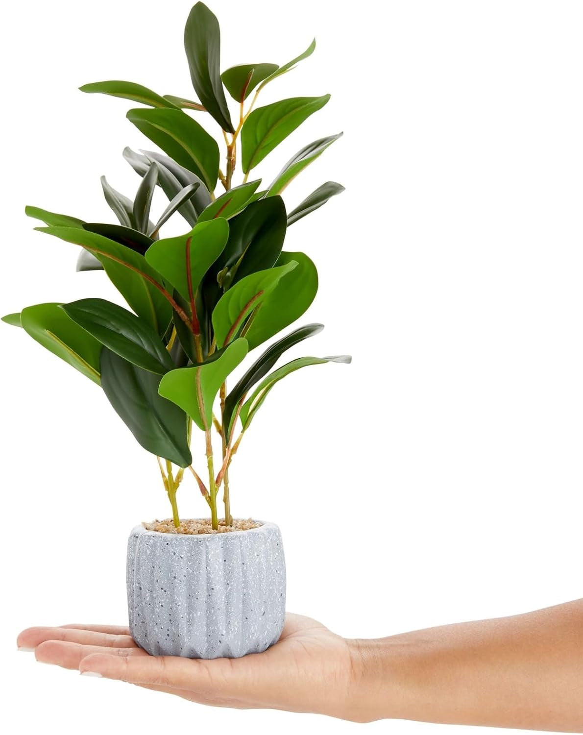 Small Artificial Ficus Plant Potted in Small Gray Cement Planter for Home Decor (11.8 In)